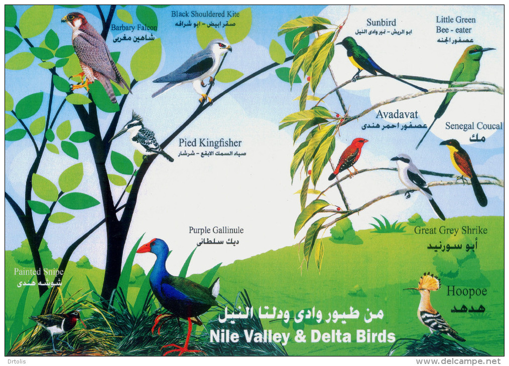 EGYPT / 2014 / BIRDS / PALM-DOVE / HOOPOE / ROLLER / BEE-EATER / SOOTY FALCON / GOLDEN ORIOLE / FD CANC. - Cartas & Documentos