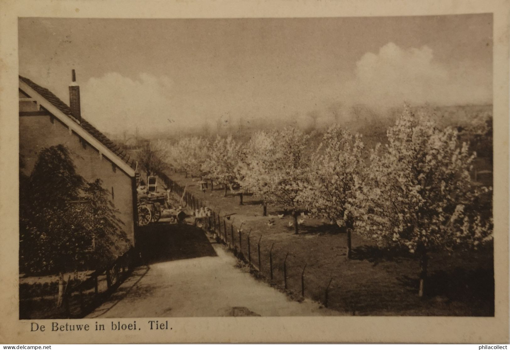 Tiel (Gld.)  De Betuwe In Bloei 1929 - Tiel