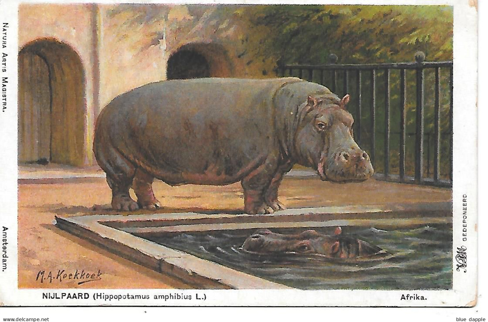 Hippopotamus, Hippopotame, Nilpferd, Ippopotamo, Zoo, Tiergarten, Artis Amsterdam / Illustrator M.A. Koekkoek - Hippopotames