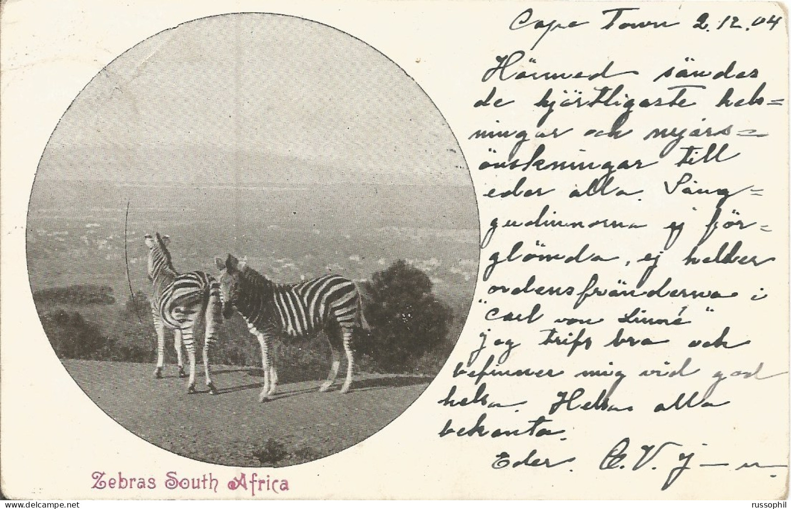 ZEBRAS SOUTH AFRICA - 1904 - Zèbres