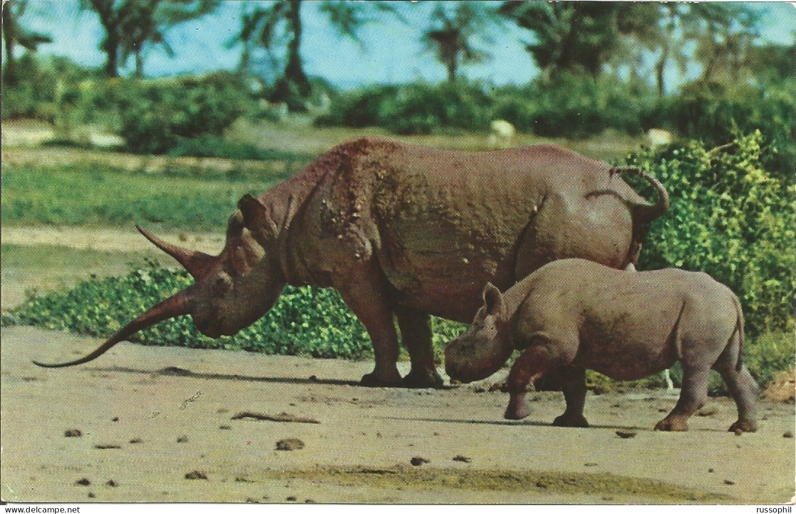 AFRICAN WILD LIFE - RHINO - ED. SAPRA STUDIO, NAIROBI,  KENYA, N° 14 - 1966 - Rhinoceros