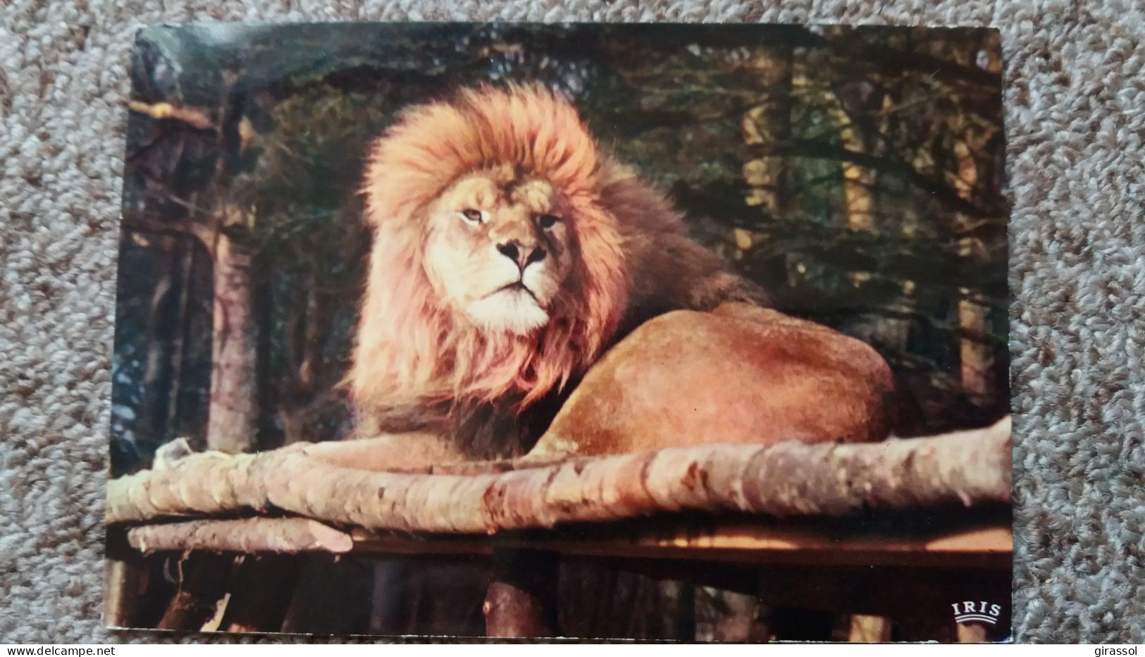 CPSM LION RESERVE AFRICAINE DU CHATEAU DE THOIRY EN YVELINES ZOO ED CHATEAU DE THOIRY 1971 - Lions