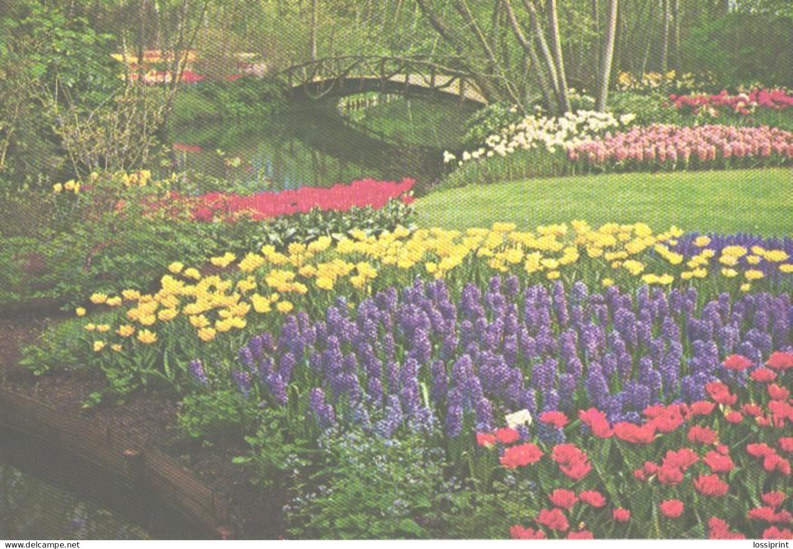 Netherlands:Holland:Lisse, Botanical Garden, Flowers - Lisse