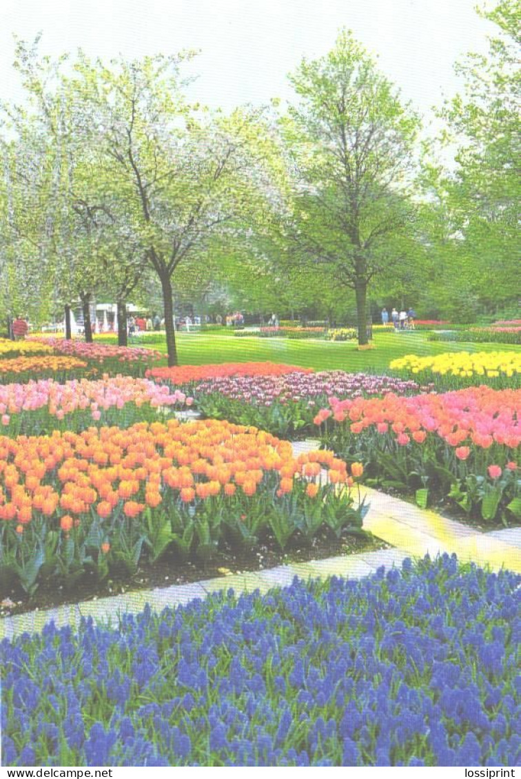 Netherlands:Holland:Lisse, Botanical Garden, Flowers - Lisse