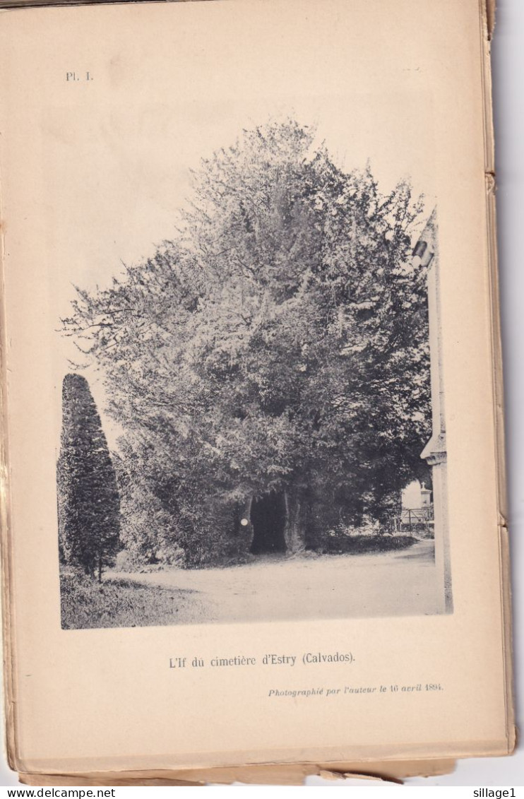 Estry (Calvados 14) IF Du Cimetière - 1 Planche Ancienne Sortie D'un Livre - Photographié Le 16 Avril 1894 - Andere Pläne