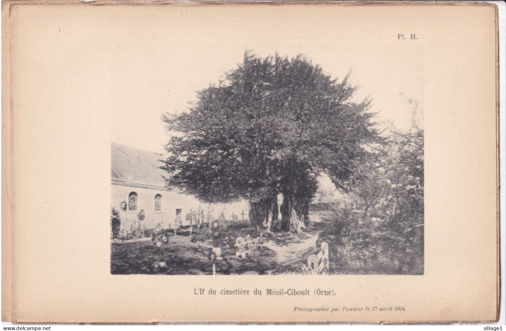 Ménil-Ciboult (Orne 61) IF Du Cimetière - 1 Planche Ancienne Sortie D'un Livre - Photographié Le 17 Avril 1894 - Autres Plans