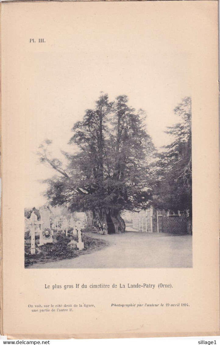 La Lande-Patry (Orne 61) IFS Du Cimetière - 2 Planches Anciennes Sortie D'un Livre - Photographié Le 19 Avril 1894 - Otros Planes