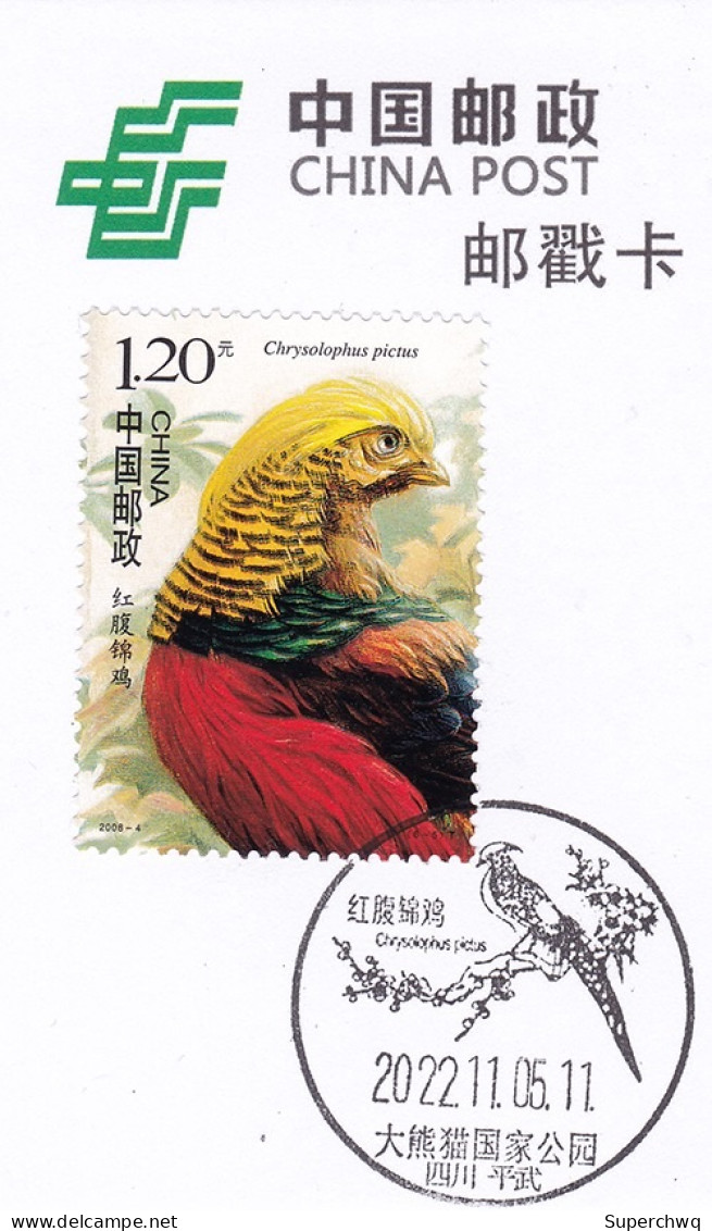 China Postmark Card,Red Bellied Golden Rooster - Autres & Non Classés