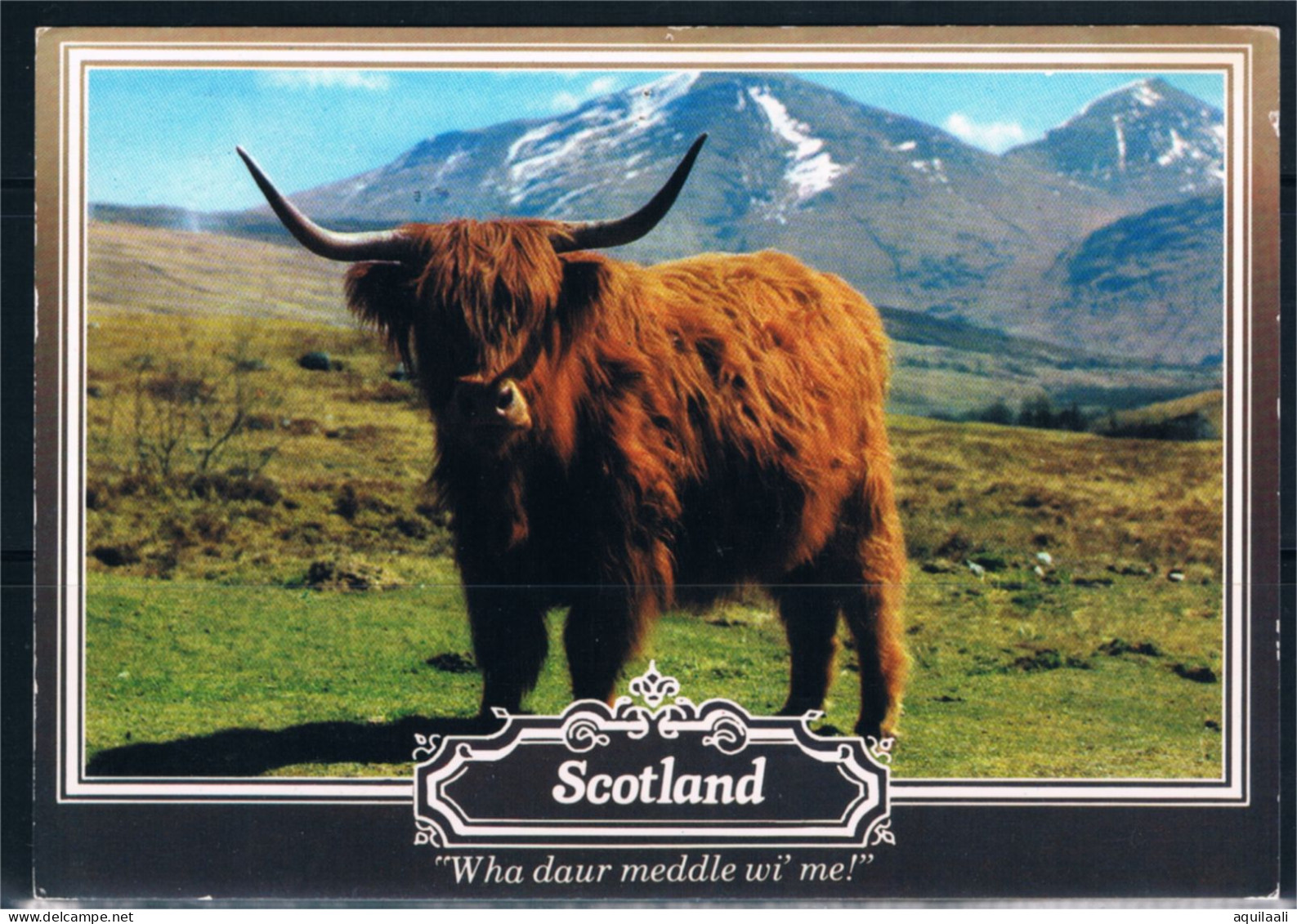 Scotland Bull, 1992 Postcard - Taureaux