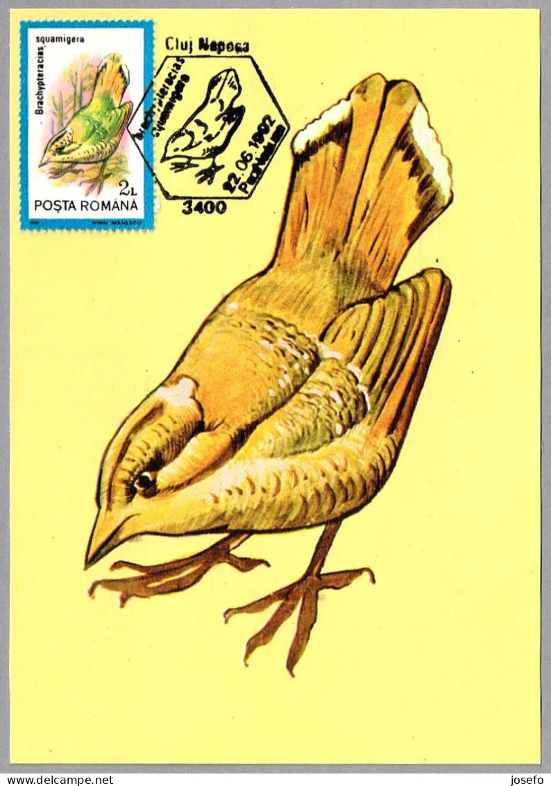 BRACHYPTERACIAS SQUAMIGERA - Carraca Escamosa - Scaly Ground Roller. Cluj Napoca 1992 - Mechanical Postmarks (Advertisement)