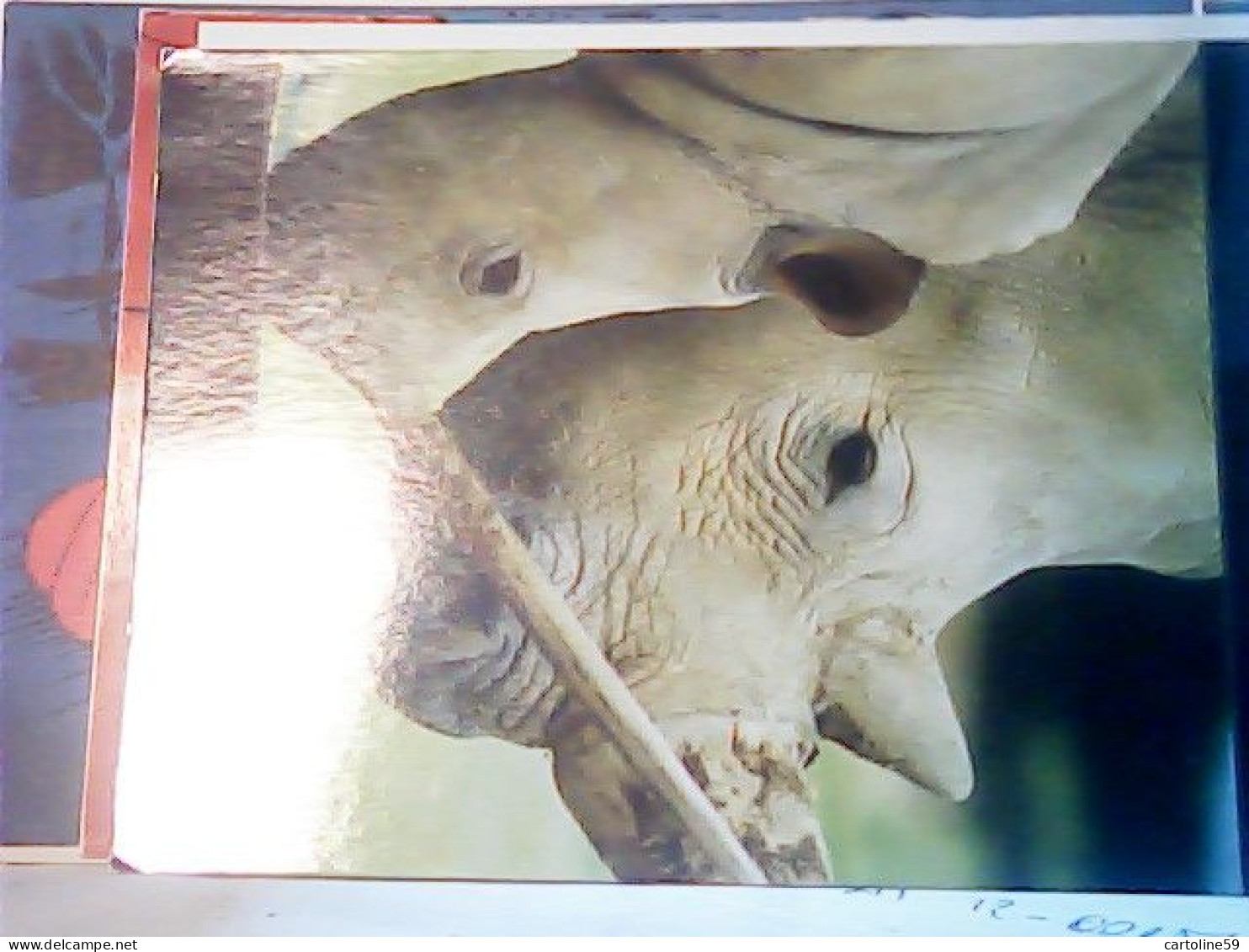 RINOCERONTI RAZZE SPECIALI PUBBLICITA PENCIL OSAMA PROMO 7837 JH10110 - Rhinocéros