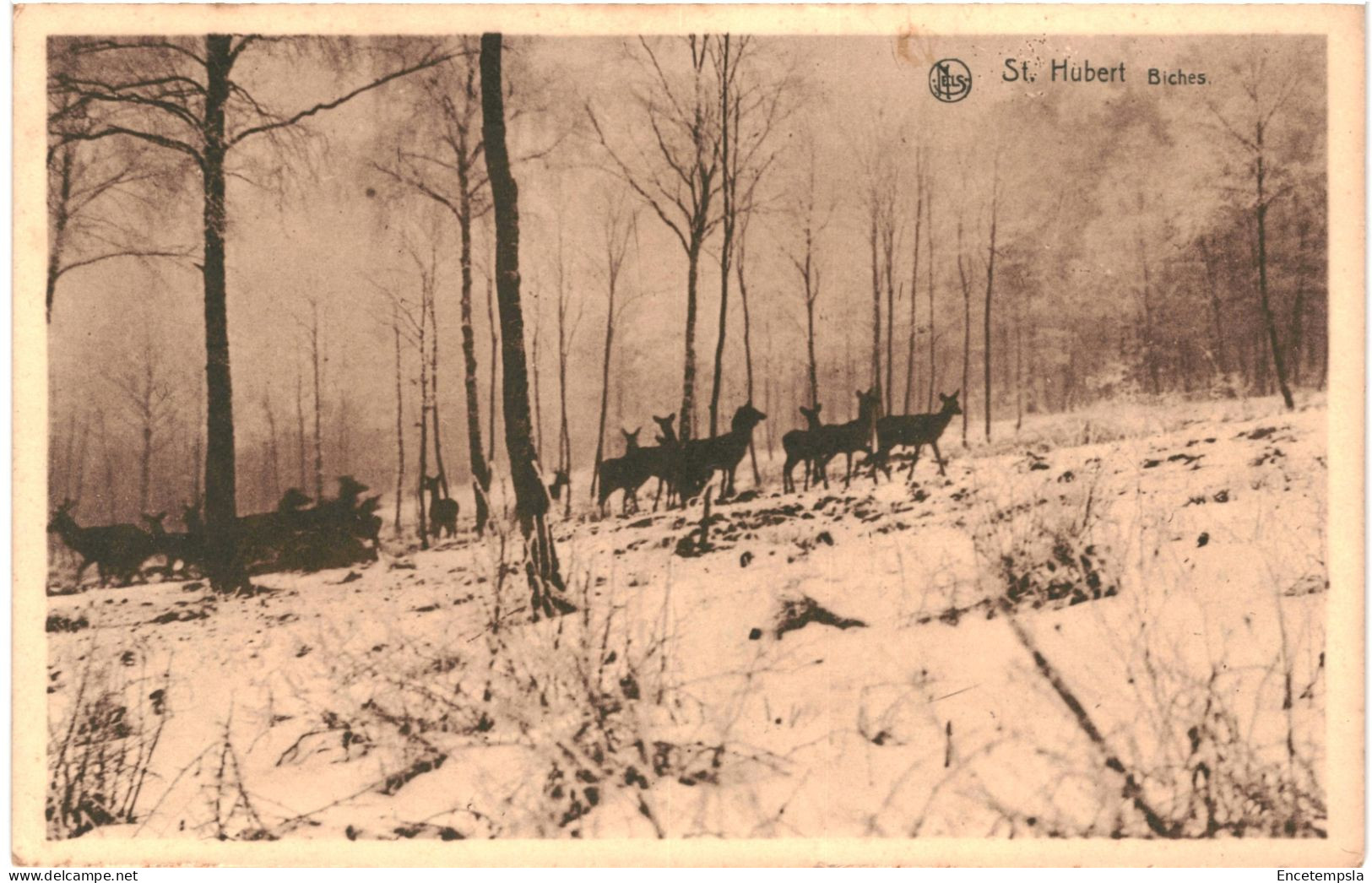 CPA Carte Postale Belgique Saint Hubert Biches En Hiver  VM65700 - Saint-Hubert