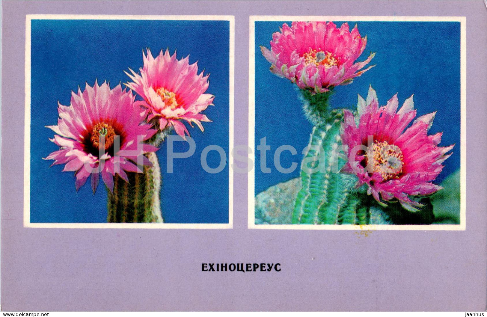 Echinocereus - Cacti - Cactus - Flowers - 1977 - Ukraine USSR - Unused - Sukkulenten