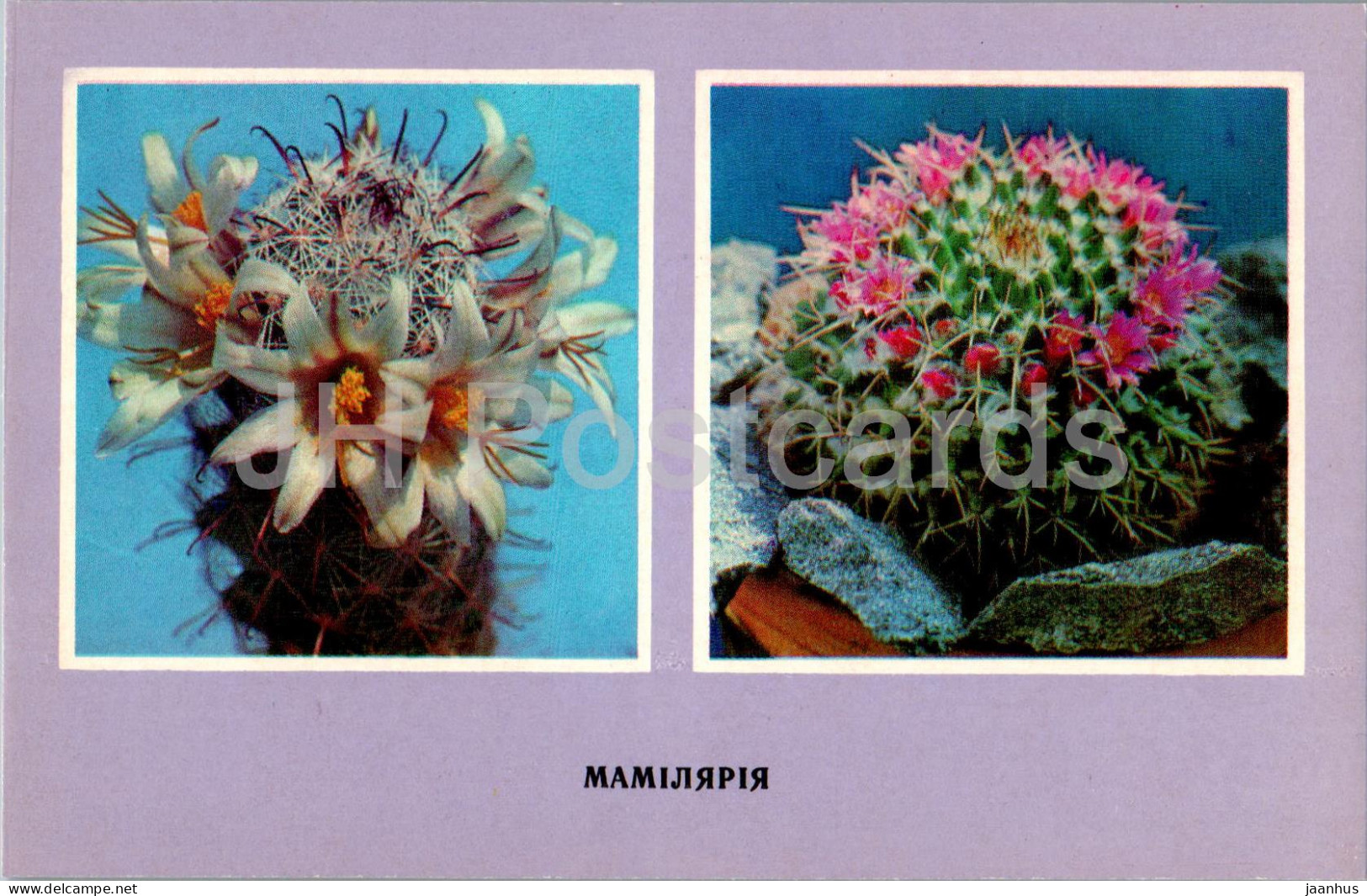 Mammillaria - Cacti - Cactus - Flowers - 1977 - Ukraine USSR - Unused - Cactus