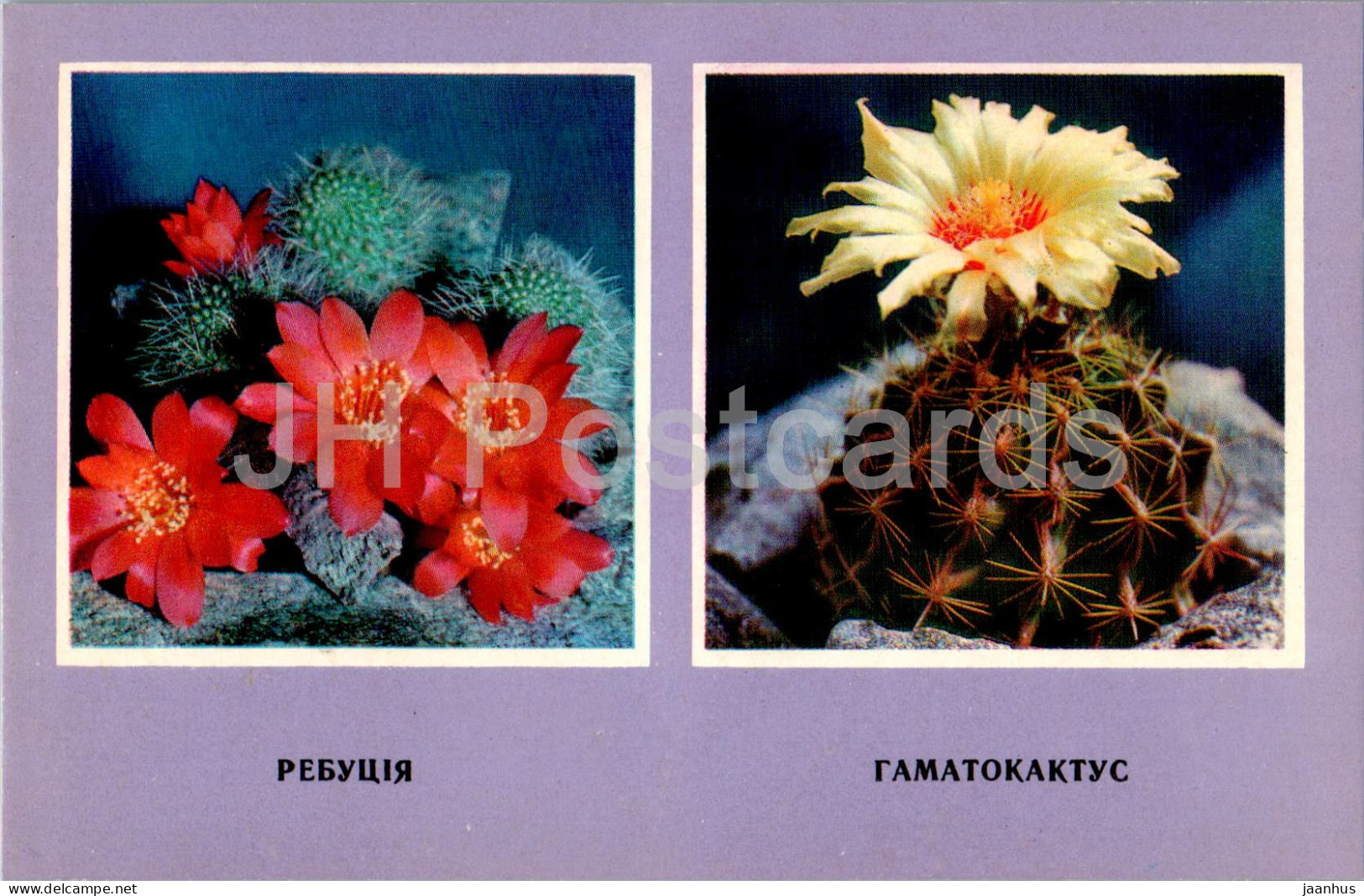 Hamatocactus - Cacti - Cactus - Flowers - 1977 - Ukraine USSR - Unused - Cactus