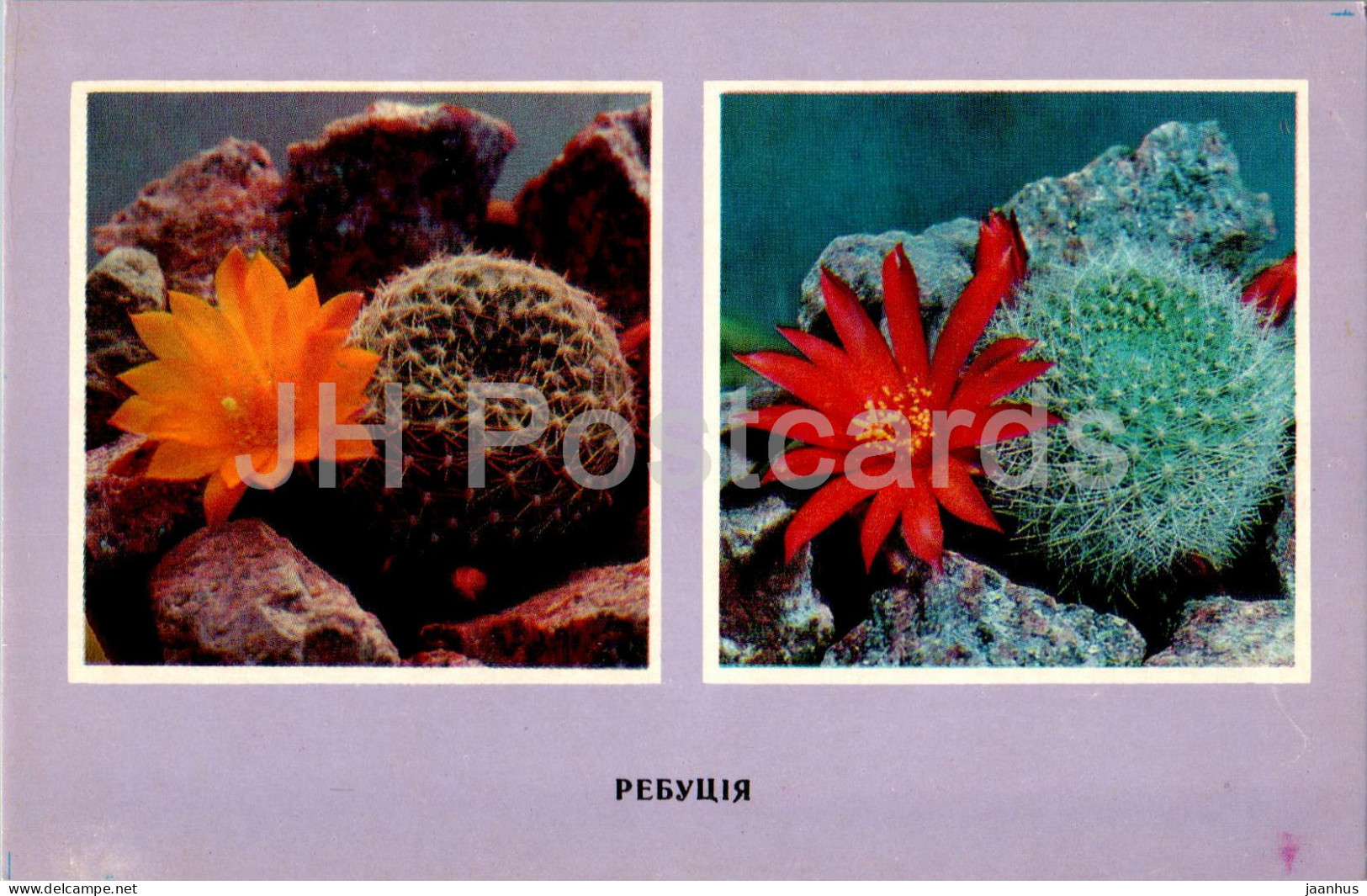 Rebutia - Cacti - Cactus - Flowers - 1977 - Ukraine USSR - Unused - Sukkulenten