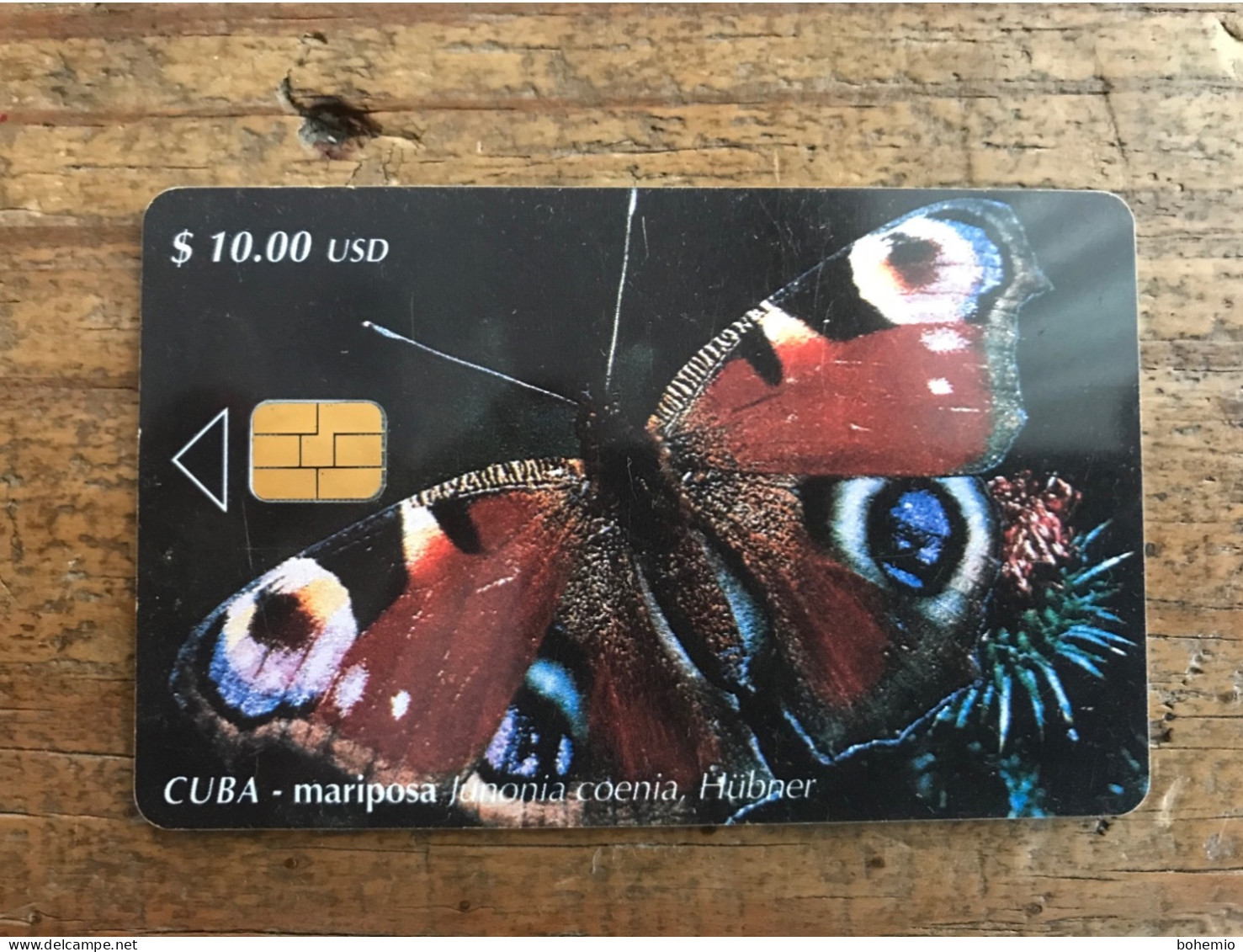 Cuba Mariposa - Cuba