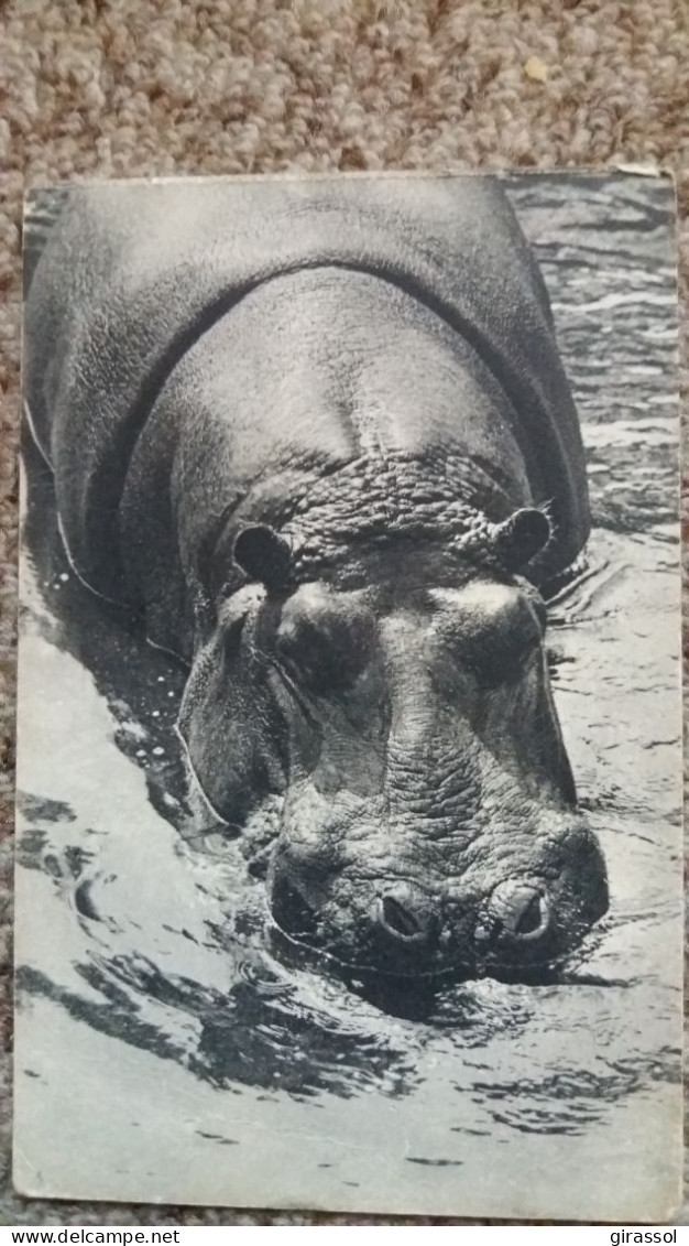 CPA MUSEUM NATIONAL D HISTOIRE NATURELLE PARC ZOOLOGIQUE ZOO BOIS DE VINCENNES PARIS  L UN DES HIPPOPOTAMES ED DRAEGER - Hipopótamos