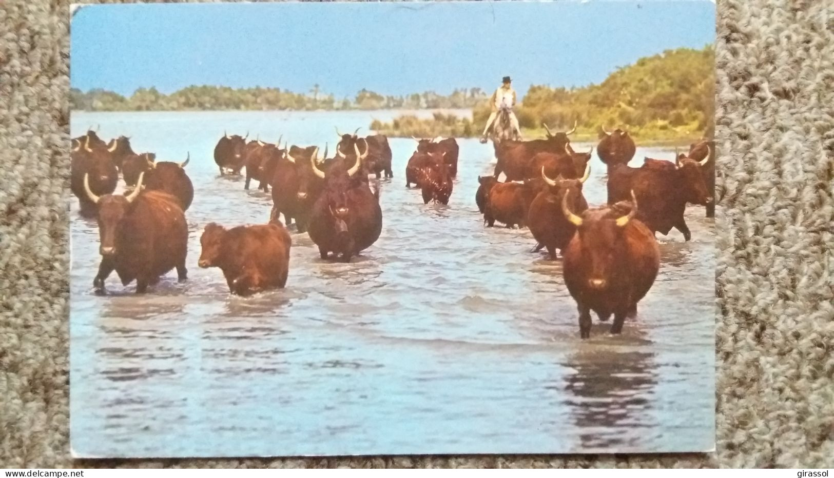 CPSM CHEVAL GARDIAN LA CAMARGUE PAYS DE CIEL BLEU ET DE MIRAGES MANADE DE TAUREAUX ED DE RANCE 1982 - Tauri