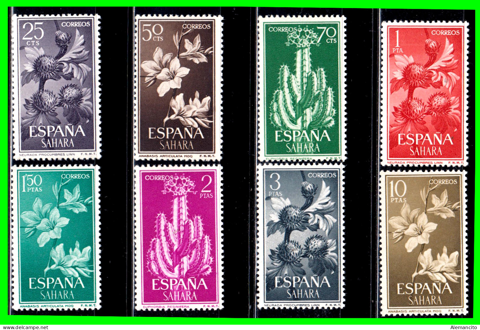 ESPAÑA COLONIAS ESPAÑOLAS ( SAHARA ESPAÑOL AFRICA ) SERIE DE SELLOS AÑO 1962 - SERIE BASICA FLORA - NUEVOS - - Sahara Español