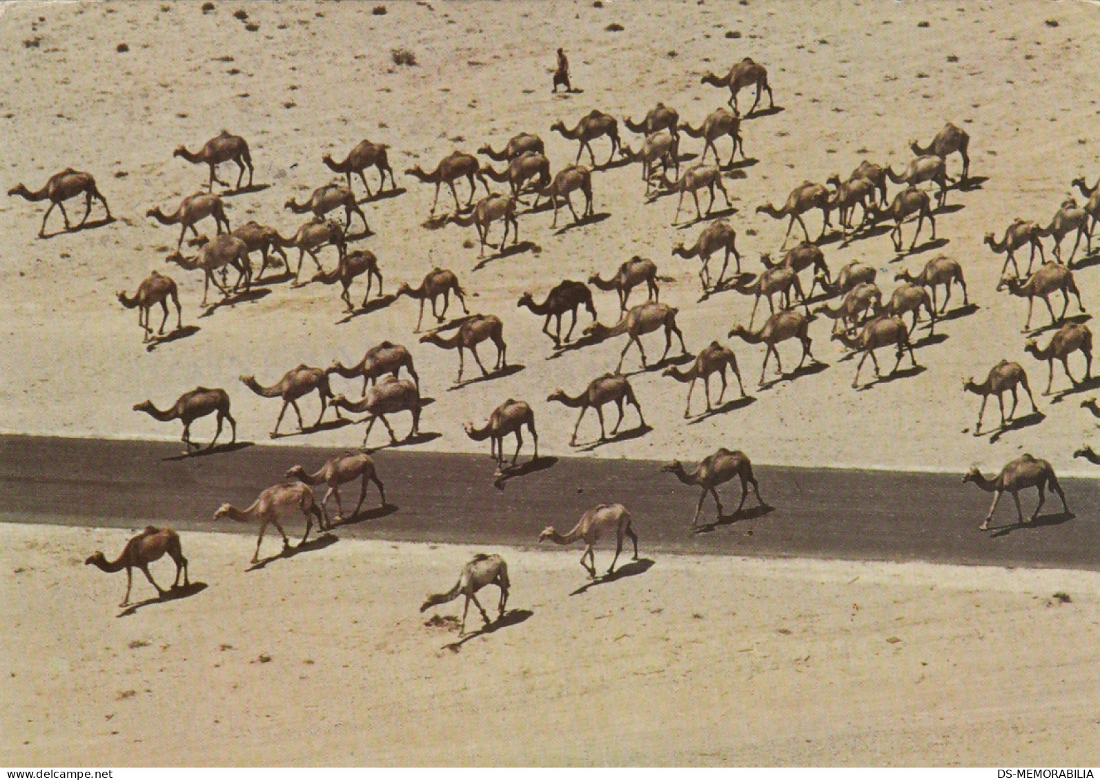 Kuwait - Camel Herd In The Kuwait Desert 1982 - Koeweit