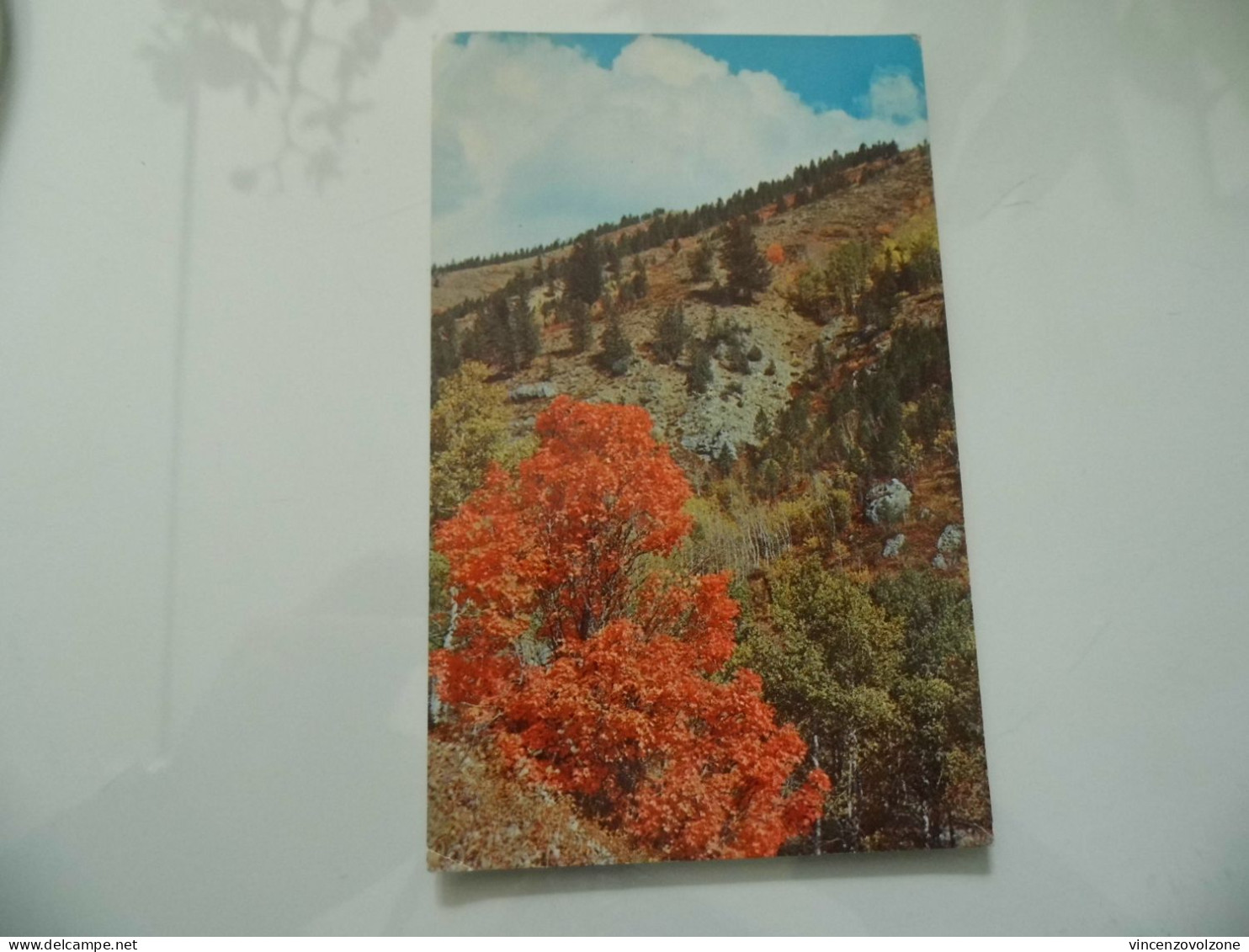 Cartolina "AUTUMN COLORS ON LITTLE SHEEP CREAK IN EASTERN IDAHO, BONEVILLE COUNTY" - Andere & Zonder Classificatie