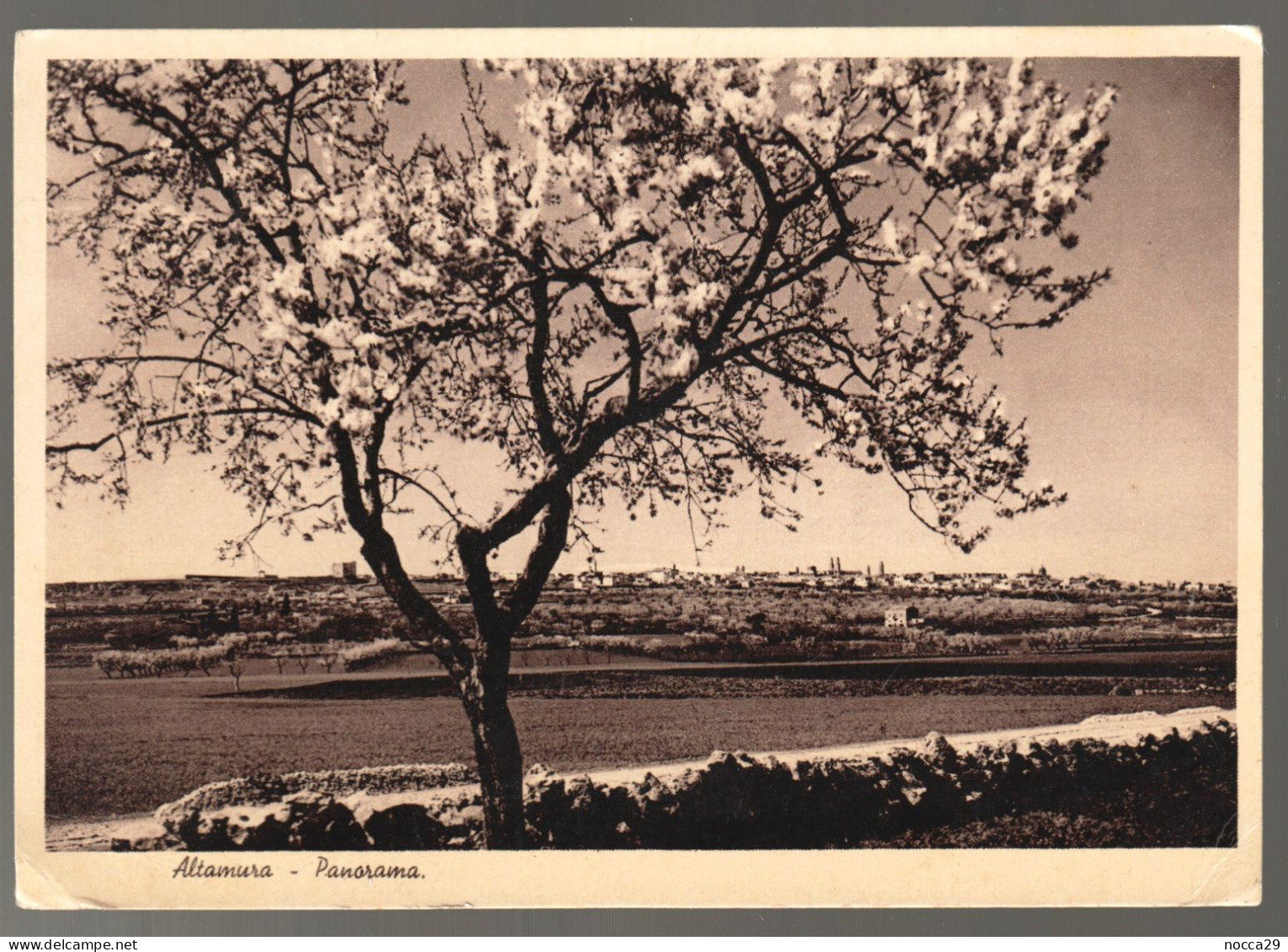 ALTAMURA - BARI - 1939 - PANORAMA CON MANDORLI FIORITI (LL) - Altamura