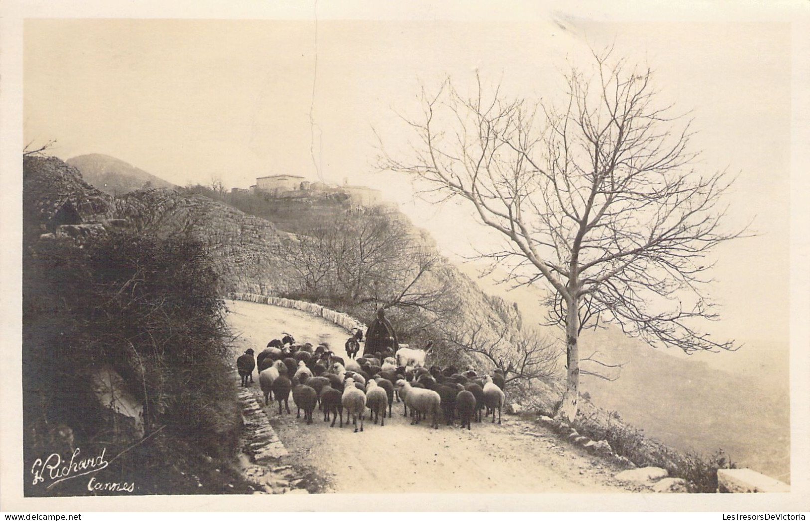 Agriculture - Transhumance Des Moutons Avec Le Berger  - Carte Postale Ancienne - Crías