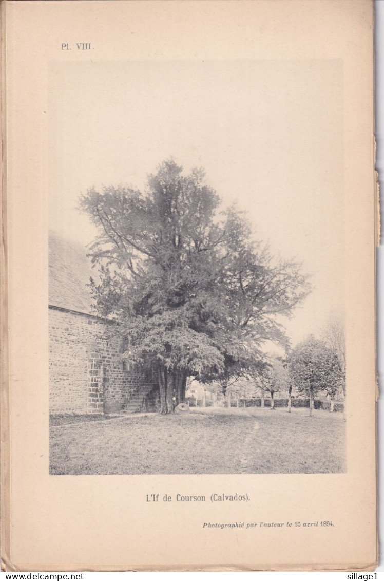 Courson (Calvados 14) IF De Courson (Calvados)  -  Planche Ancienne Sortie D'un Livre - Photographié Le 15 Avril 1894 - Other Plans