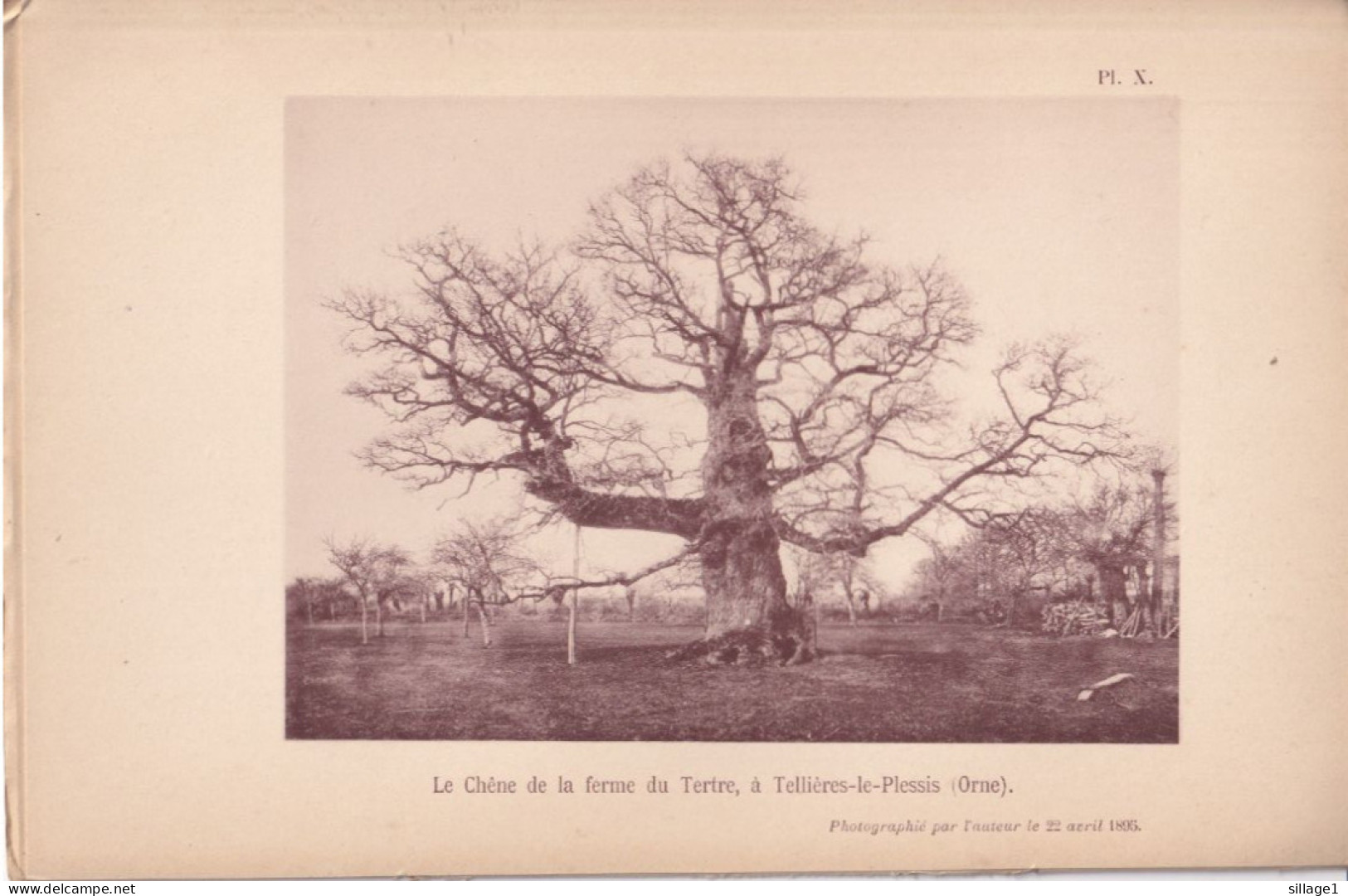 Tellières-le-Plessis (Orne 61) Le Chêne De La Ferme Du Tertre -   Planche D'un Livre - Photographié Le 22 Avril 1895 - Andere Plannen