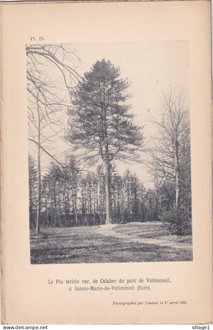 Sainte-Marie-de-Vatimesnil (Eure 27) Le Pin Laricio Var. De Calabre Du Parc - Planche  - Photographié Le 1 Avril 1894 - Autres Plans