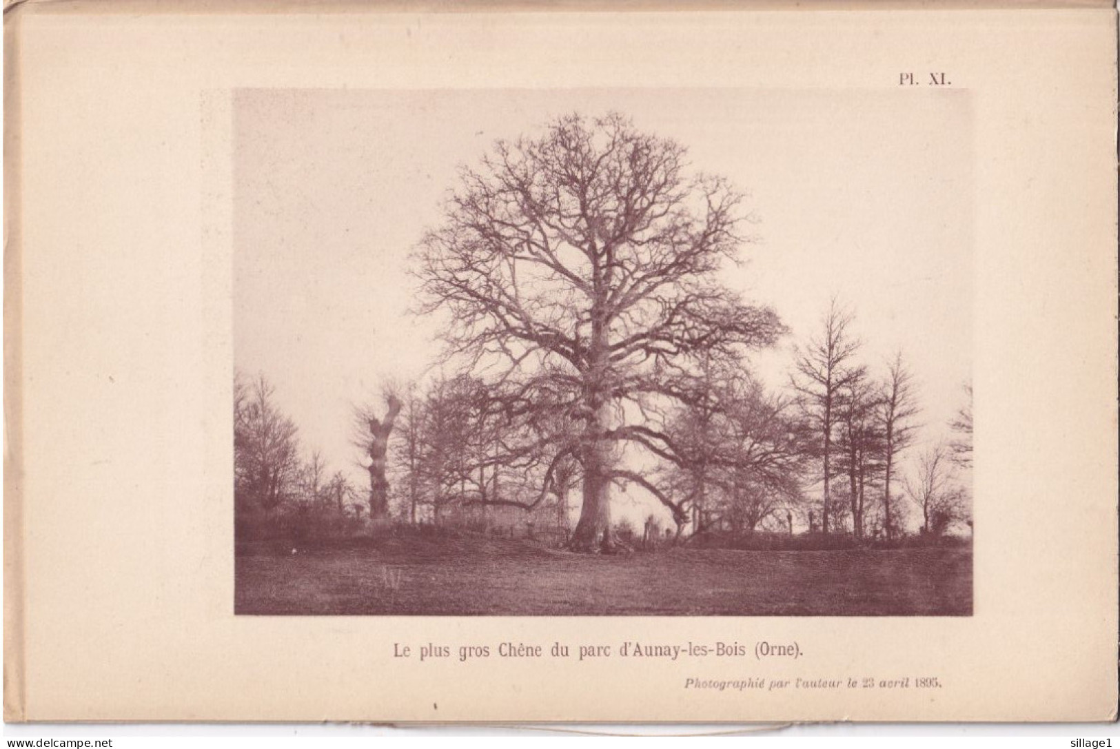 Aunay-les-Bois (Orne 61) Chênes Du Parc D'Aunay-les-Bois - 2 Planches - Photographié Le 23 Avril 1895 - Andere Plannen