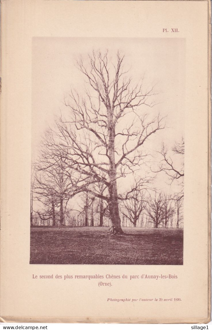 Aunay-les-Bois (Orne 61) Chênes Du Parc D'Aunay-les-Bois - 2 Planches - Photographié Le 23 Avril 1895 - Andere Plannen