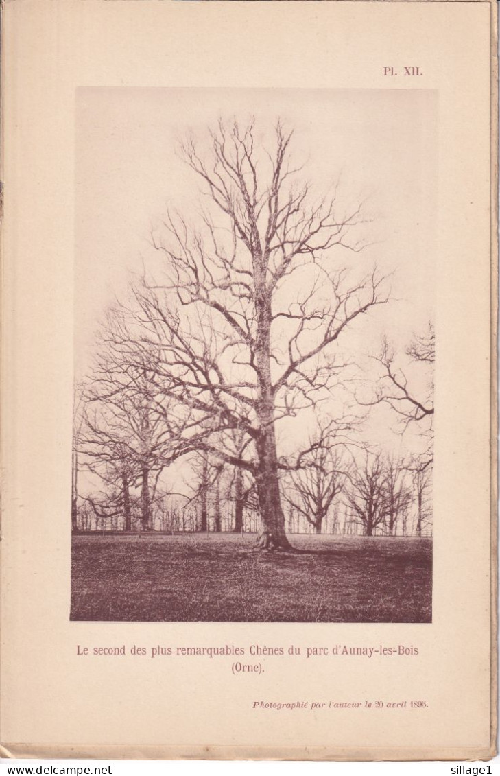Aunay-les-Bois (Orne 61) Chênes Du Parc D'Aunay-les-Bois - 2 Planches - Photographié Le 23 Avril 1895 - Otros Planes