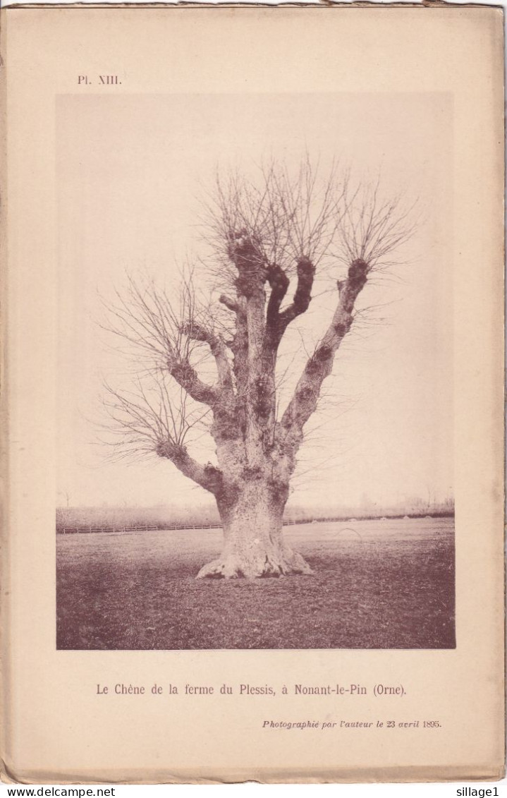 Nonant-le-Pin (Orne 61) Le Chêne De La Ferme Du Plessis, à Nonant-le-Pin -  Planche - Photographié Le 23 Avril 1895 - Otros Planes