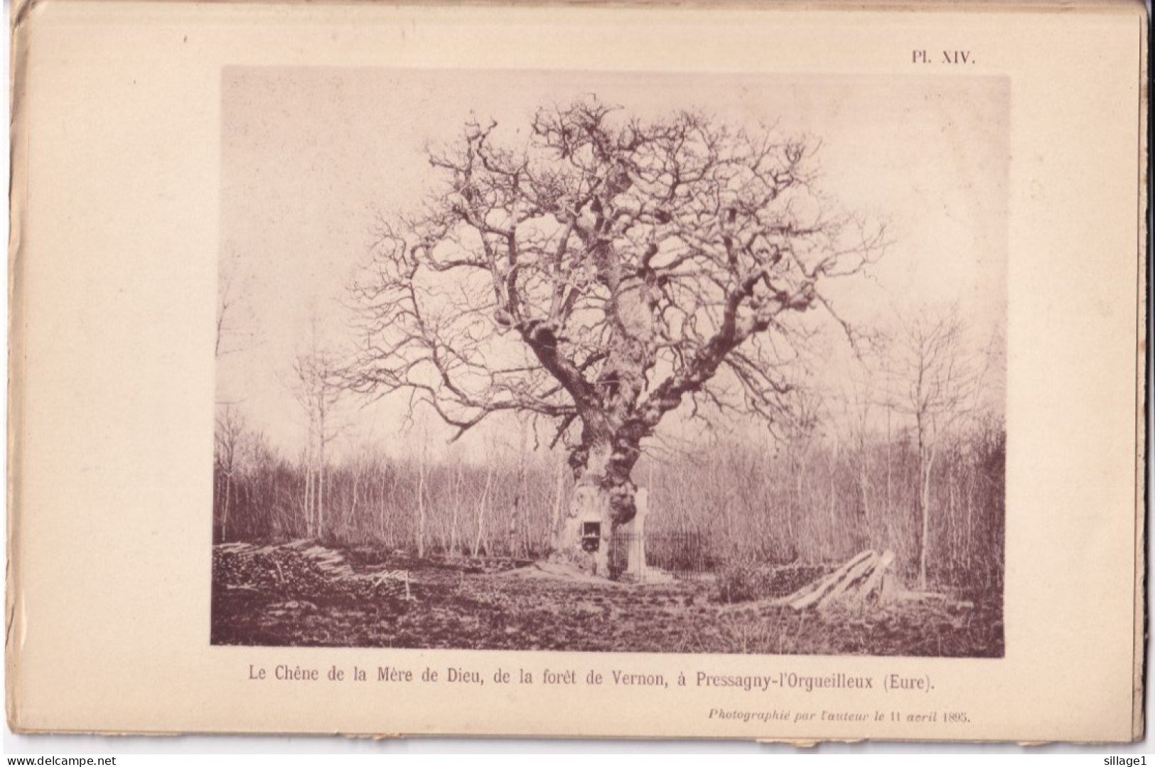 Pressagny-l'Orgueilleux (Eure 27) Le Chêne De La Mère De Dieu, De La Forêt De Vernon -  Photographié Le 11 Avril 1895 - Andere Plannen