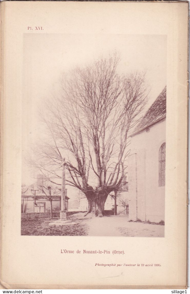 Nonant-le-Pin (Orne 61) L'Orme De Nonant-le-Pin - Planche - Photographié Le 19 Avril 1895 - Andere Plannen