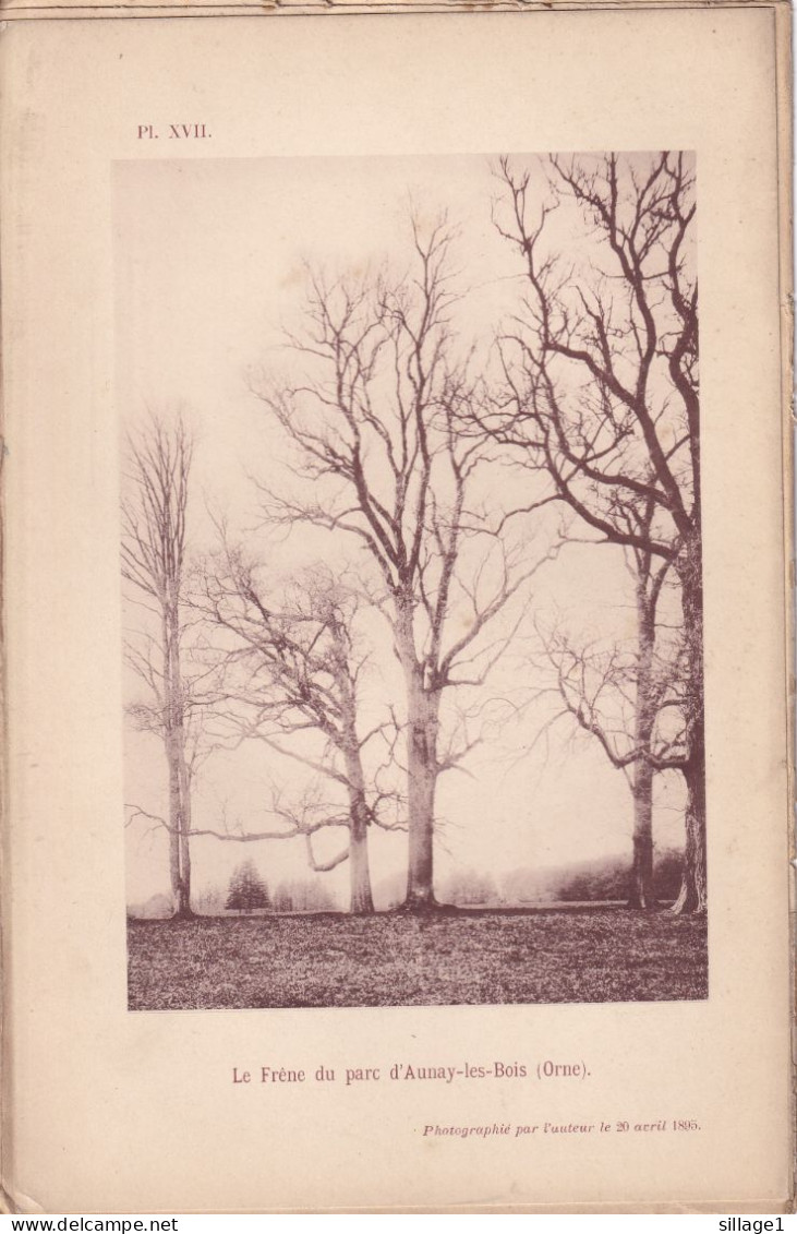 Aunay-les-Bois (Orne 61) Le Frêne Du Parc D'Aunay-les-Bois (Orne) - Planche - Photographié Le 20 Avril 1895 - Otros Planes