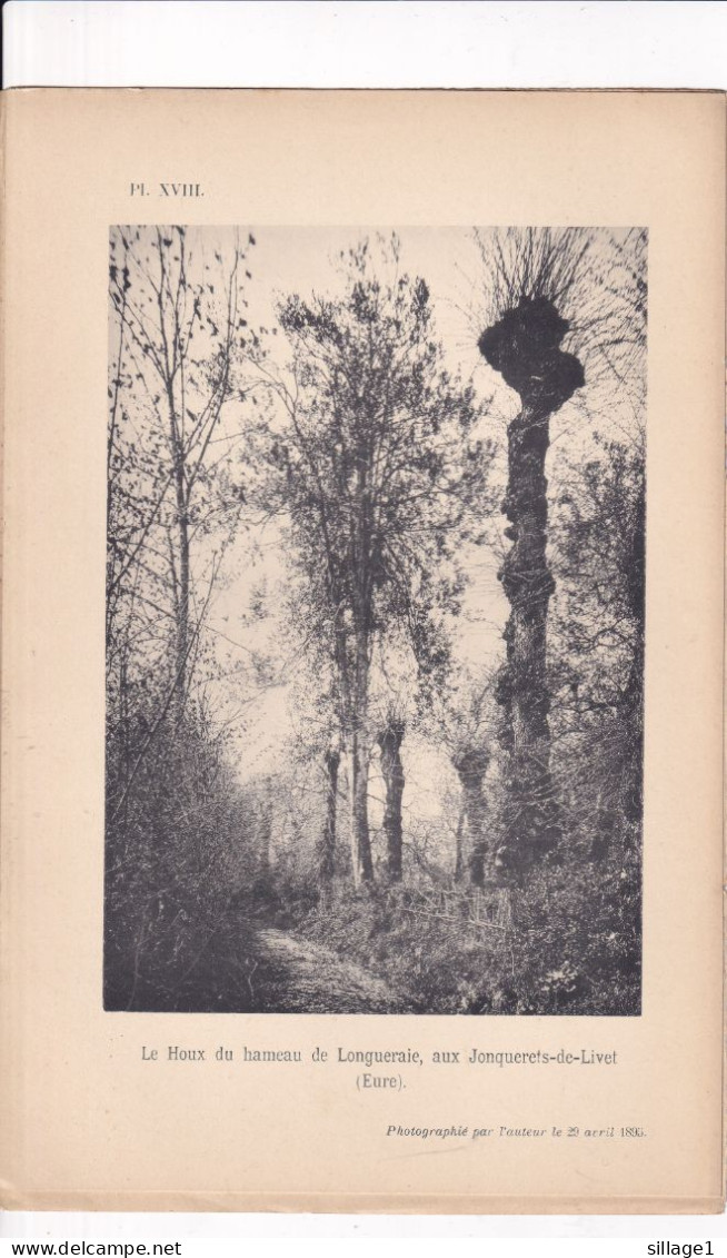 Jonquerets-de-Livet (Eure 27) Le Houx Du Hameau De Longueraie (Eure) -  Photographié Le 29 Avril 1895 - Autres Plans