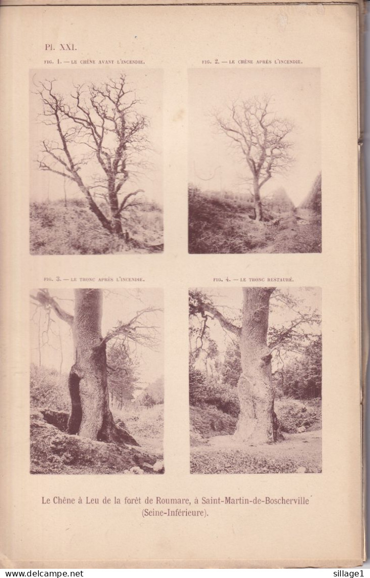 Saint-Martin-de-Boscherville (Seine Maritime 76) Le Chêne à Leu De La Forêt De Roumare, à Saint -Martin-de-Boscherville - Autres Plans