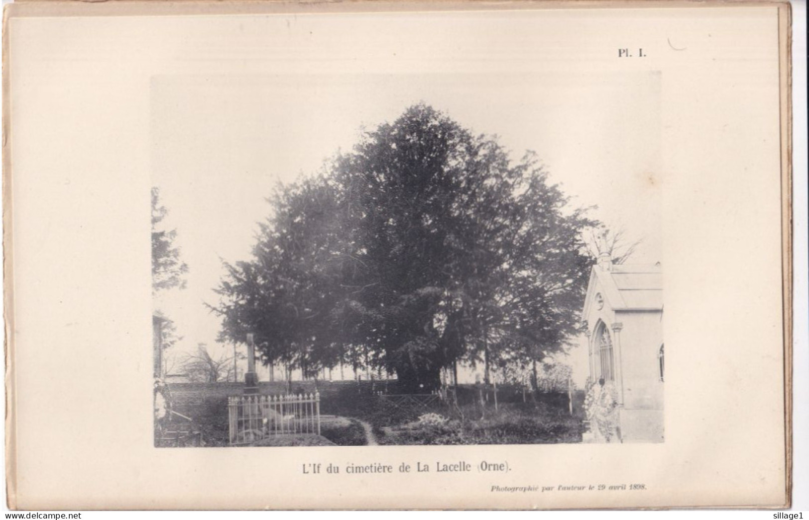 La Lacelle (Orne 61) L'If Di Cimetière De La Lacelle (Orne) - Planche - Photographié Le 29 Avril 1898 - Other Plans