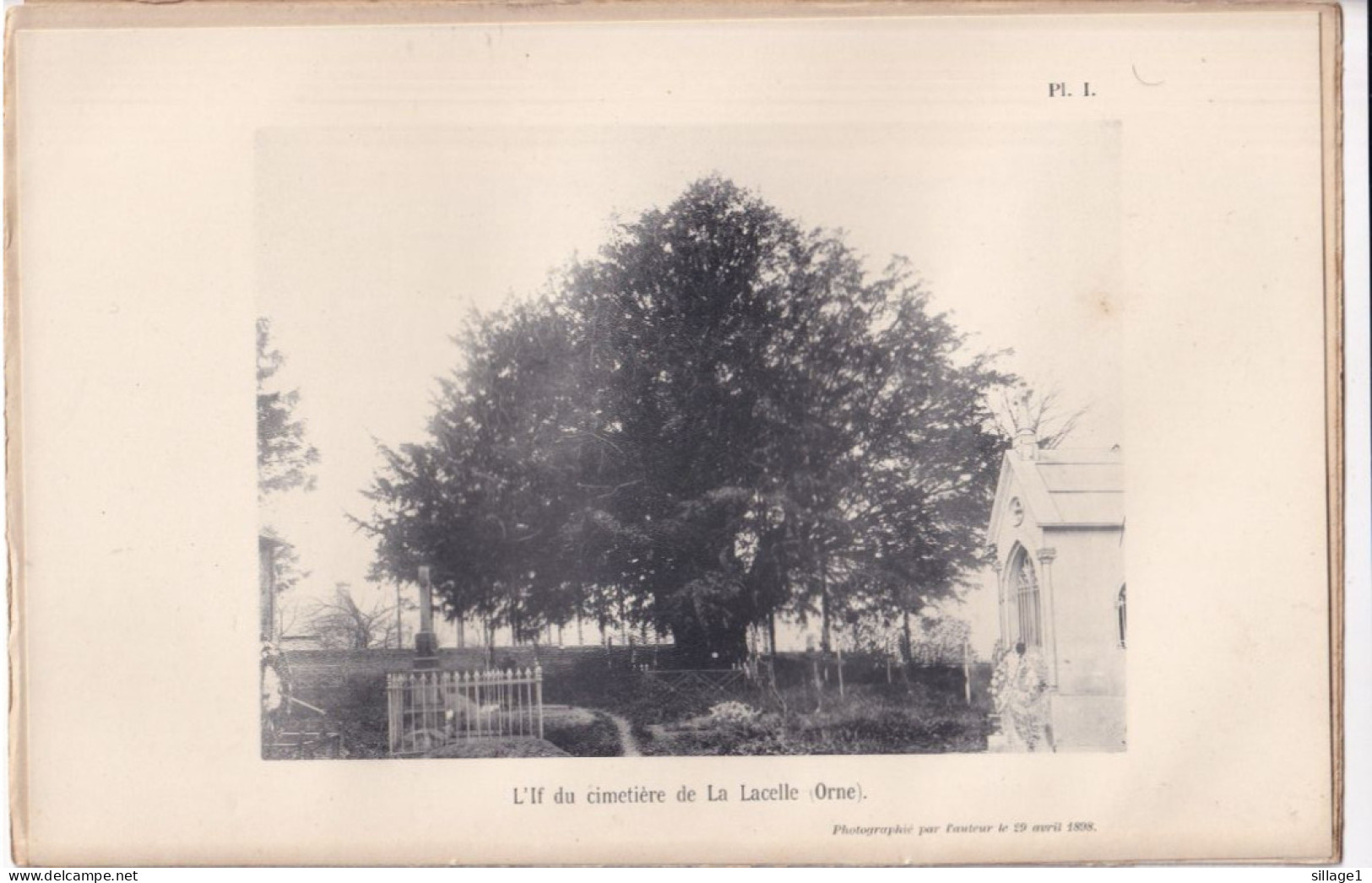 La Lacelle (Orne 61) L'If Di Cimetière De La Lacelle (Orne) - Planche - Photographié Le 29 Avril 1898 - Otros Planes