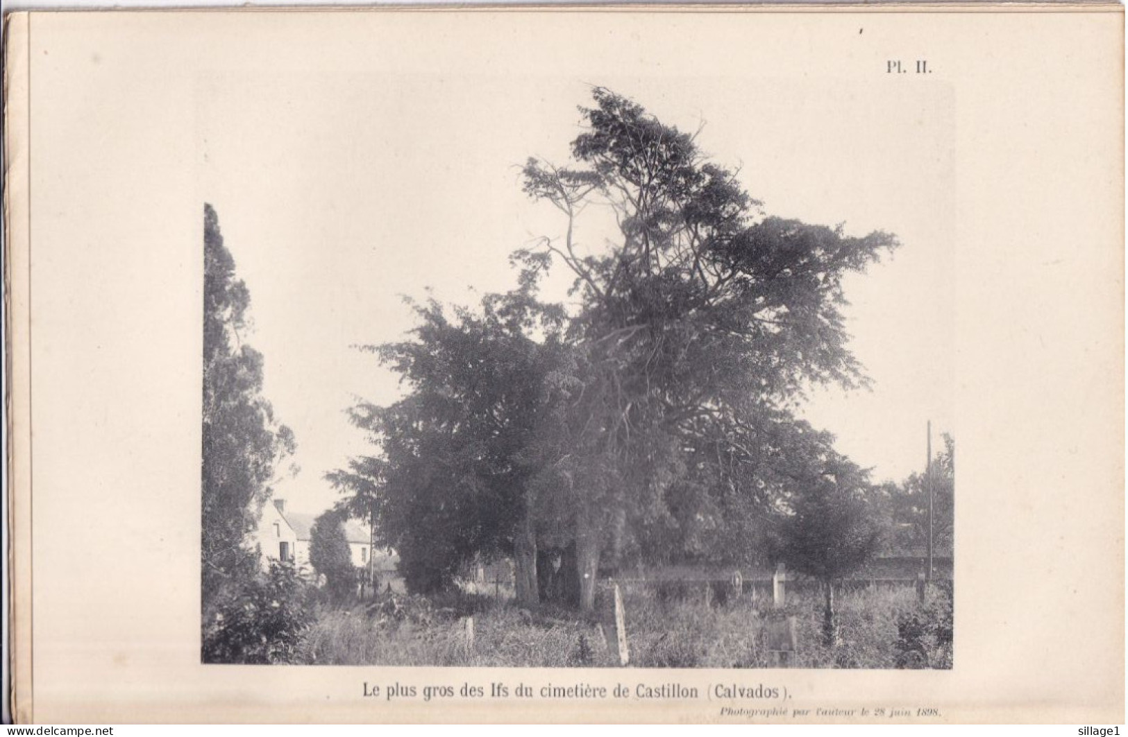 Castillon (Calvados 14) Le Plus Gros Des Ifs Du Cimetière De Castillon (Calvados) - Photographié Le 28 Juin 1898 Bayeux - Otros Planes