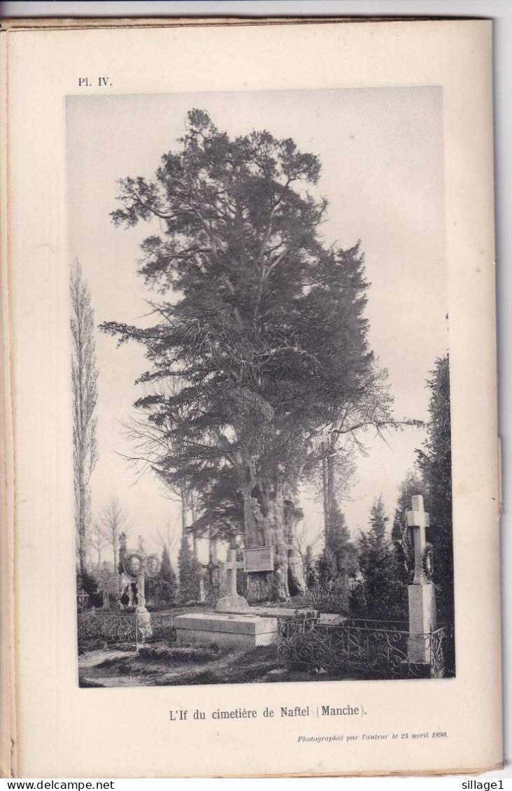 Naftel (Manche 50) L'If Du Cimetière De Naftel (Manche) - Photographié Le 24 Avril 1898 - Mortain - Andere Pläne