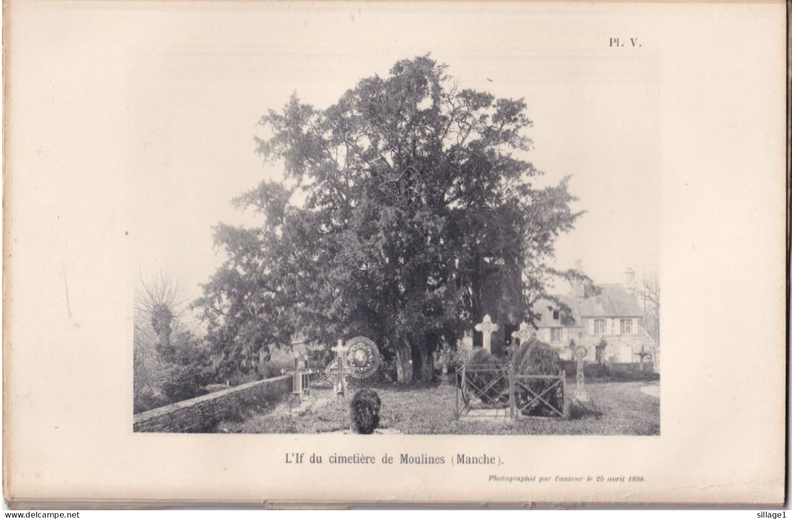 Moulines (Manche 50) L'If Du Cimetière De Moulines (Manche) - Photographié Le 25 Avril 1898 - Mortain - Otros Planes