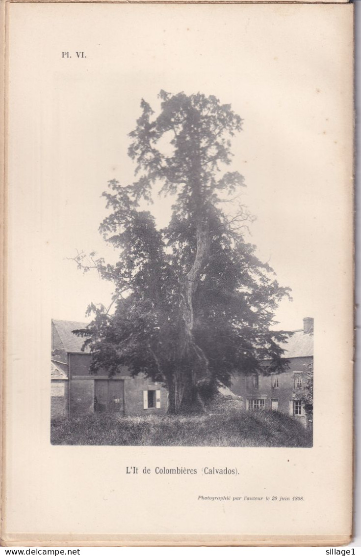 Colombières (Calvados 14) L'If Du Cimetière De Colombières - Photographié Le 29 Juin 1898 - Bayeux - Andere Pläne