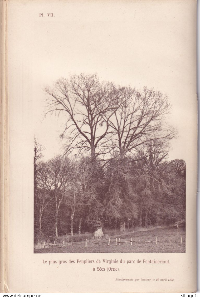 Sées (Orne 61) Le Plus Gros Des Peupliers De Virginie Du Parc De Fontaineriant à Sées - Photographié Le 21 Avril 1898 - Other Plans