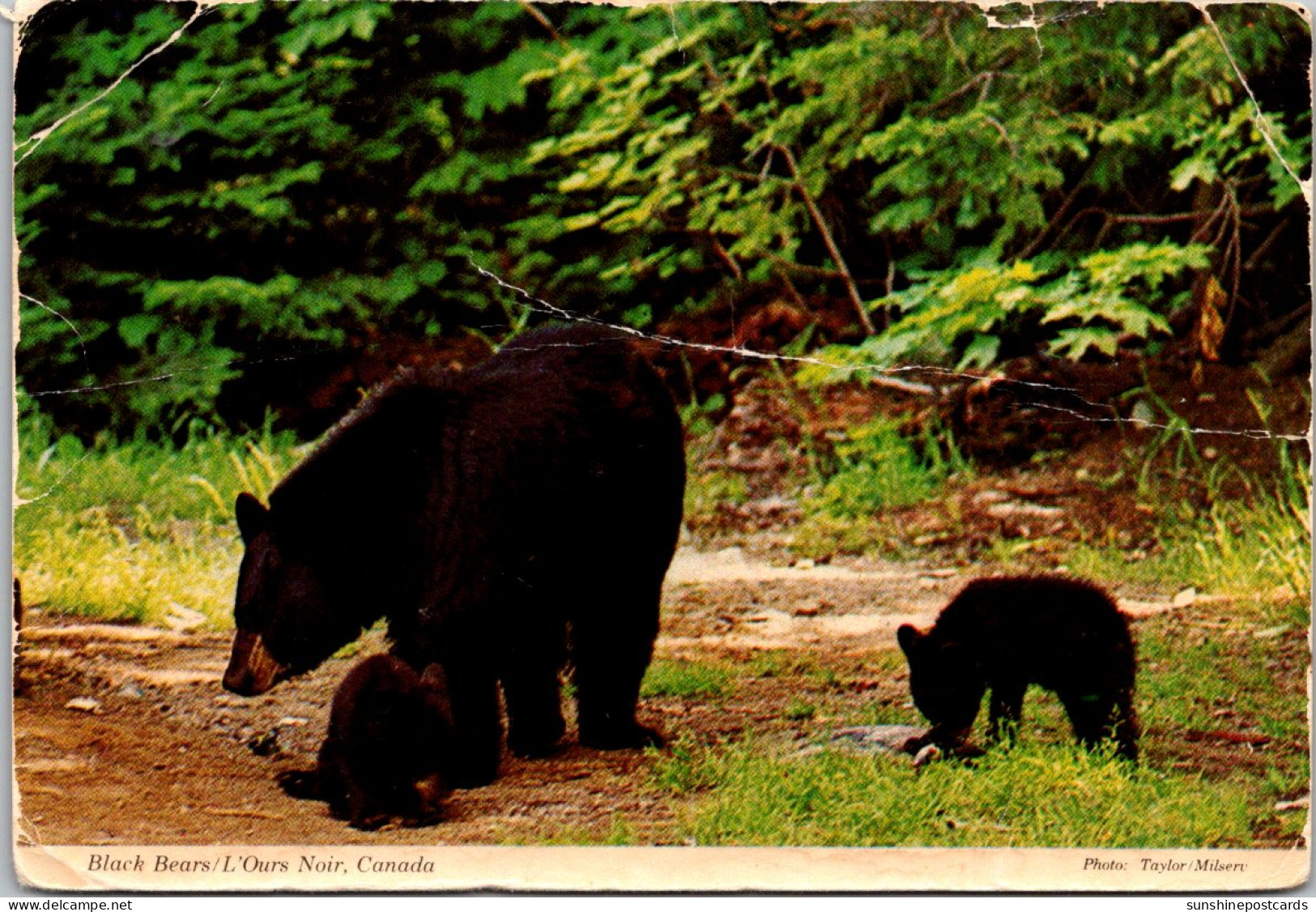 Canada Canadian Black Bears - Moderne Ansichtskarten