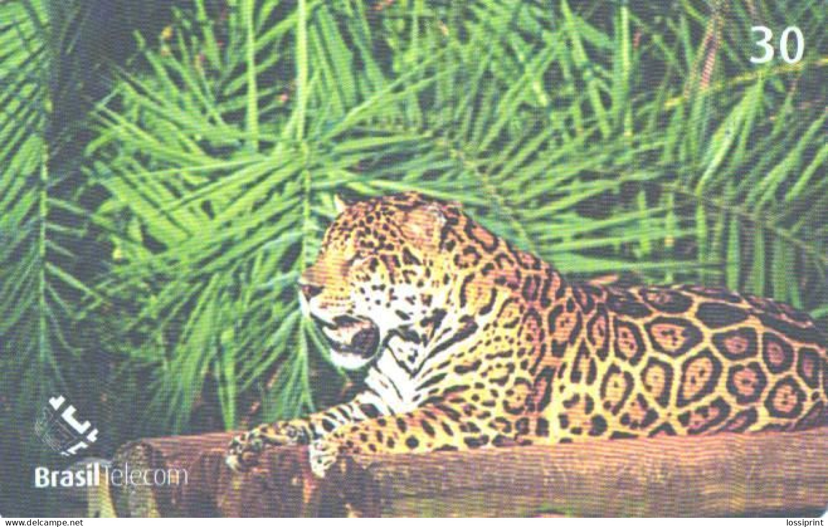 Brazil:Brasil:Used Phonecard, Brasil Telecom, 30 Units, Jaguar, Panthera Onca, 2002 - Brasilien