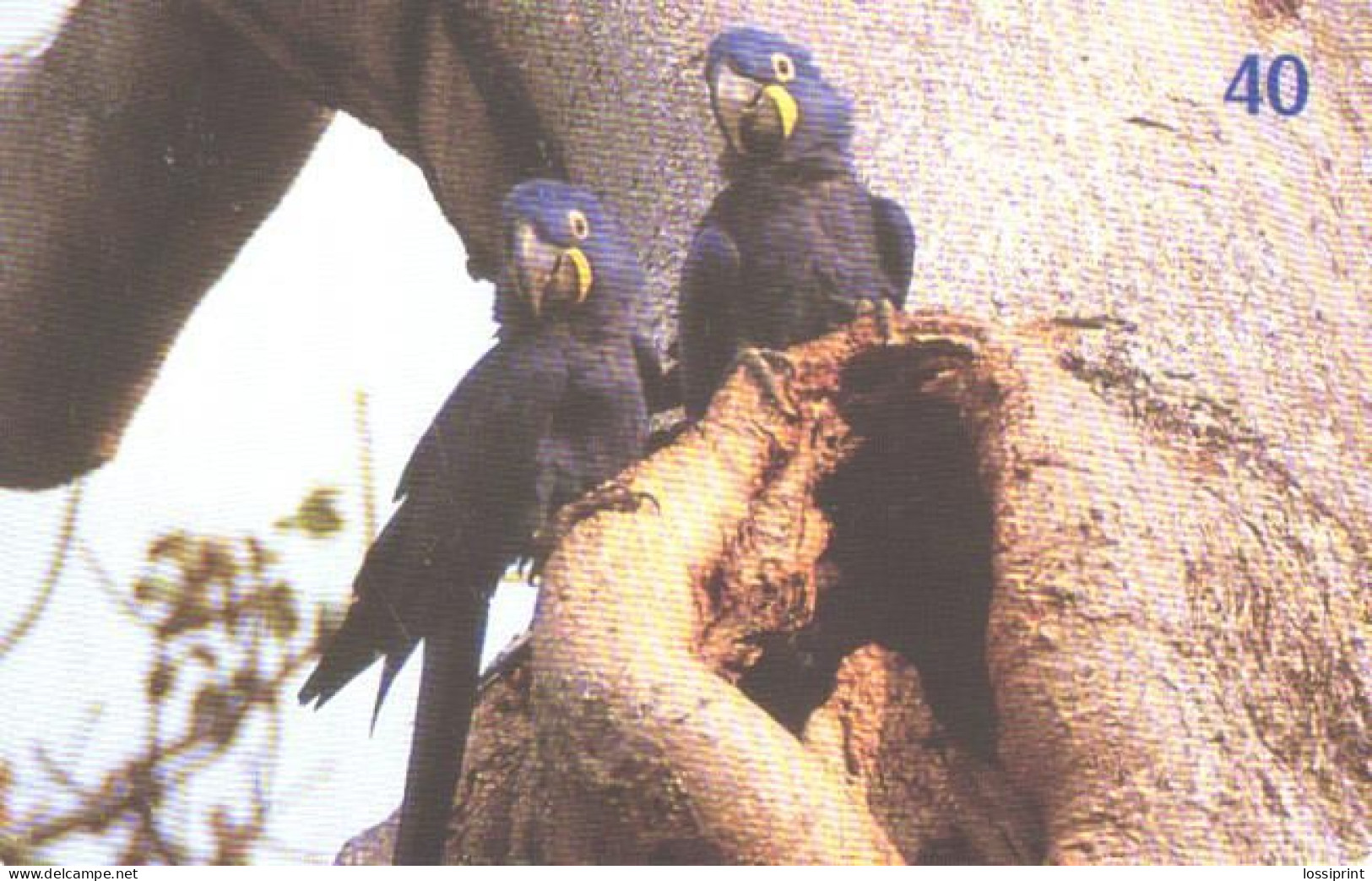 Brazil:Brasil:Used Phonecard, Brasil Telecom, 40 Units, Bird, Parrots, 2003 - Brasilien